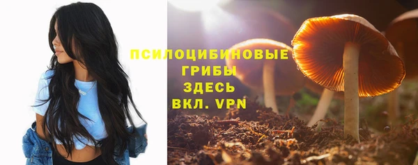 прущие грибы Вязьма
